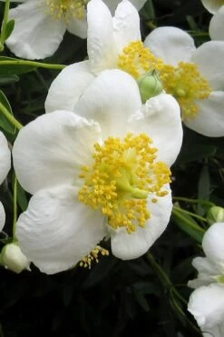 Elizabeth Bush Anemone (Carpentaria Californica) - 5 Gallon Pot -Garden Plant Store carpentaria californica elizabeth bush anemone 3