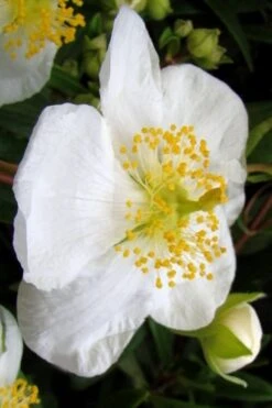 Elizabeth Bush Anemone (Carpentaria Californica) - 5 Gallon Pot -Garden Plant Store carpentaria californica elizabeth bush anemone 5