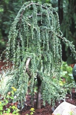 Serpentine Weeping Blue Atlas Cedar - 5 Gallon Pot -Garden Plant Store ceadr blue atlas serpentine 1