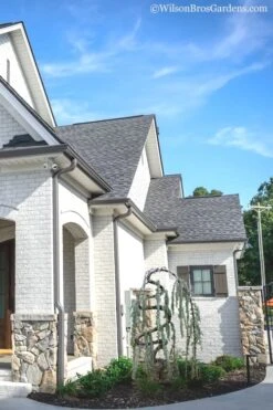 Serpentine Weeping Blue Atlas Cedar - 5 Gallon Pot -Garden Plant Store cedar blue atlas serpentine 11