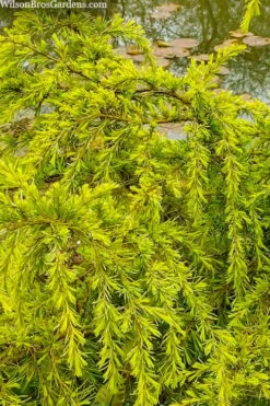 Gold Cascade Deodar Cedar (Single Trunk Topiary Tree)- 7 Gallon Pot -Garden Plant Store cedrus deodara gold cascade single trunk tree form topiary 3