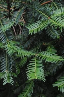 Japanese Plum Yew Tree (Cephalotaxus Harringtonia) - 3 Gallon Pot 9 Japanese Plum Yew Tree (Cephalotaxus Harringtonia) - 3 Gallon Pot -Garden Plant Store cephalotaxus harringtonia tree 2