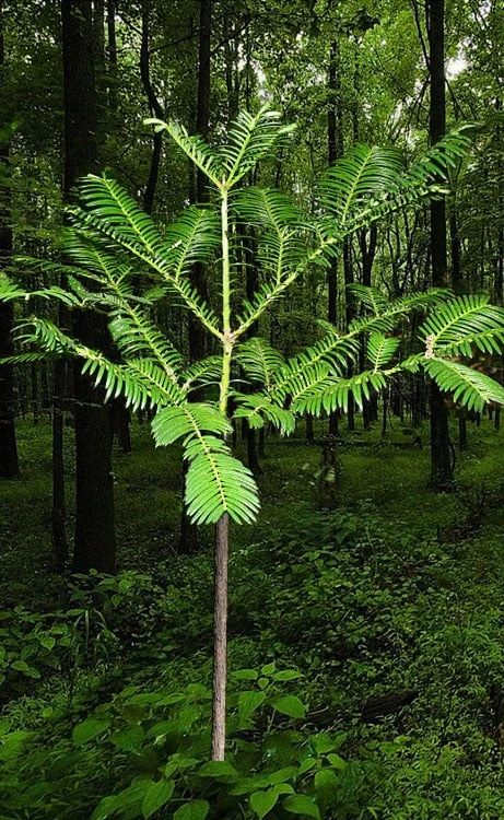 Japanese Plum Yew Tree (Cephalotaxus Harringtonia) - 3 Gallon Pot 4 Japanese Plum Yew Tree (Cephalotaxus Harringtonia) - 3 Gallon Pot - Image 4