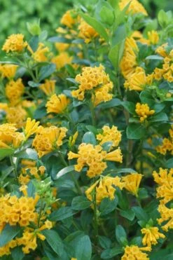Juiced Orange Jessamine (Cestrum Corymbosum) - 1 Gallon Pot -Garden Plant Store cestrum juiced orange jessamine 1