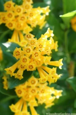 Juiced Orange Jessamine (Cestrum Corymbosum) - 3 Pack Of Quart Pots