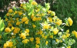 Juiced Orange Jessamine (Cestrum Corymbosum) - 1 Gallon Pot -Garden Plant Store cestrum juiced orange jessamine 3