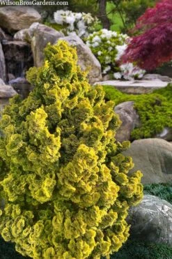 Golden Dwarf Hinoki Cypress - Chamaecyparis Obtusa 'Nana Lutea' - 2 Gallon Pot -Garden Plant Store chamaecyparis obtusa nana lutea 100