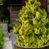 Golden Dwarf Hinoki Cypress - Chamaecyparis Obtusa 'Nana Lutea' - 2 Gallon Pot