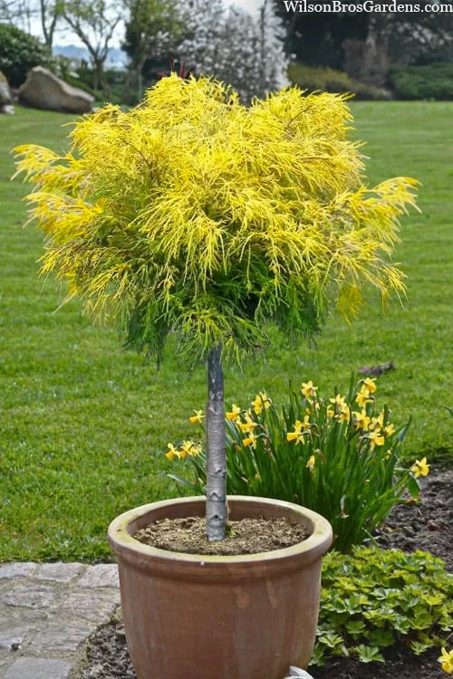 Dwarf Golden Threadleaf Cypress (Single Trunk Topiary Tree) - 6 Gallon Pot 1 Dwarf Golden Threadleaf Cypress (Single Trunk Topiary Tree) - 6 Gallon Pot