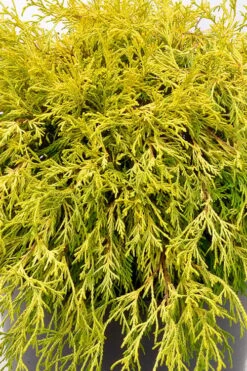 Gold Mop Threadleaf Cypress Tree (Standard Topiary) - 5 Gallon Pot -Garden Plant Store chamaecyparis pisifera gold mop single trunk topiary tree 2