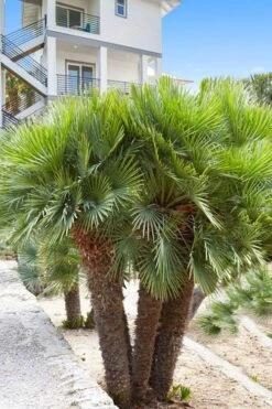 European Fan Palm - 7 Gallon Pot -Garden Plant Store chamaerops humilis european fan palm 101