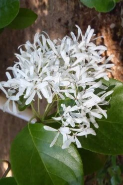 Tokyo Tower Chinese Fringe Tree (Chionanthus Retusus) - 7 Gallon Pot (4-5') -Garden Plant Store chionanthus retusus tokyo tower chinese fringe tree 4 1