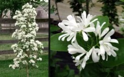 Tokyo Tower Chinese Fringe Tree (Chionanthus Retusus) - 7 Gallon Pot (5-6') -Garden Plant Store chionanthus retusus tokyo tower chinese fringe tree 6