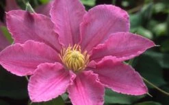 Abilene Clematis - 1 Gallon Pot -Garden Plant Store clematis abilene 12