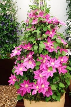 Abilene Clematis - 1 Gallon Pot -Garden Plant Store clematis abilene 13