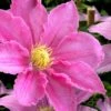 Abilene Clematis - 1 Gallon Pot