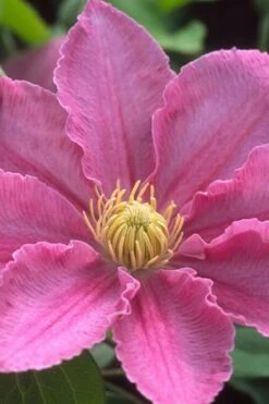 Abilene Clematis - 1 Gallon Pot -Garden Plant Store clematis abilene 500x750 1