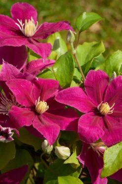 Acropolis Clematis - 1 Gallon Pot -Garden Plant Store clematis acropolis 5