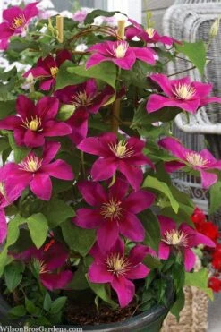 Acropolis Clematis - 1 Gallon Pot -Garden Plant Store clematis acropolis 7