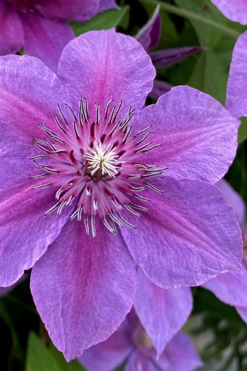 Adam's Courage Clematis - 1 Gallon Pot 1 Adam's Courage Clematis - 1 Gallon Pot