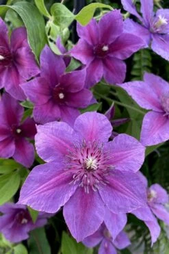 Adam's Courage Clematis - 1 Gallon Pot 7 Adam's Courage Clematis - 1 Gallon Pot -Garden Plant Store clematis adams courage 2