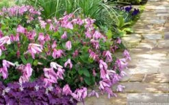 Alionushka Clematis - 1 Gallon Pot -Garden Plant Store clematis alionushka 10