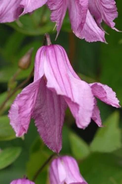 Alionushka Clematis - 1 Gallon Pot -Garden Plant Store clematis alionushka 5