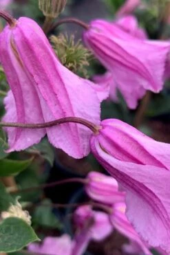 Alionushka Clematis - 1 Gallon Pot -Garden Plant Store clematis alionushka 500x750 1
