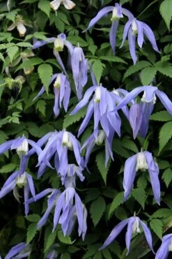 Blue Dancer Clematis - 1 Gallon Pot -Garden Plant Store clematis alpina blue dancer 3