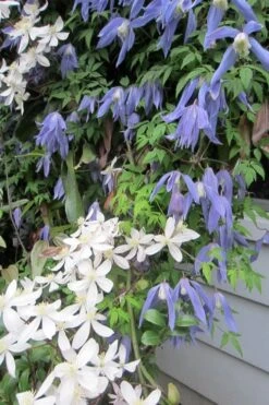 Blue Dancer Clematis - 1 Gallon Pot -Garden Plant Store clematis alpina blue dancer 5