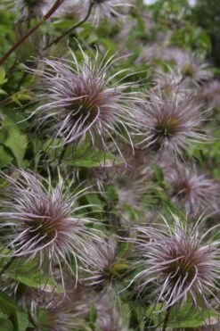 Blue Dancer Clematis - 1 Gallon Pot -Garden Plant Store clematis alpina blue dancer 8