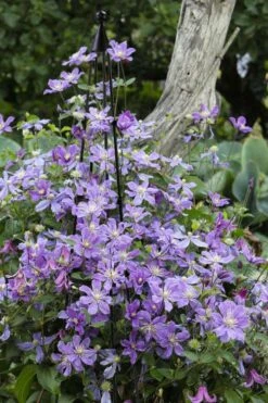 Arabella Clematis - 1 Gallon Pot 12 Arabella Clematis - 1 Gallon Pot -Garden Plant Store clematis arabella 10