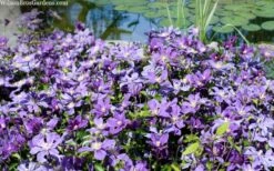 Arabella Clematis - 1 Gallon Pot 16 Arabella Clematis - 1 Gallon Pot -Garden Plant Store clematis arabella 12