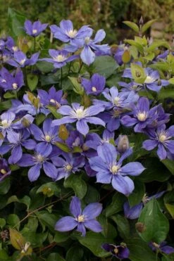 Arabella Clematis - 1 Gallon Pot 17 Arabella Clematis - 1 Gallon Pot -Garden Plant Store clematis arabella 3