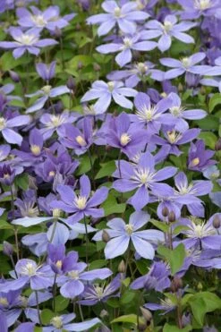 Arabella Clematis - 1 Gallon Pot 15 Arabella Clematis - 1 Gallon Pot -Garden Plant Store clematis arabella 5