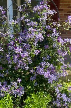 Arabella Clematis - 1 Gallon Pot 14 Arabella Clematis - 1 Gallon Pot -Garden Plant Store clematis arabella 6