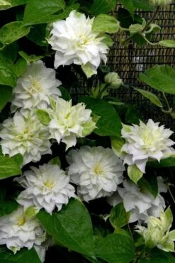 Arctic Queen Clematis - 1 Gallon Pot -Garden Plant Store clematis arctic queen 12