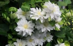 Arctic Queen Clematis - 1 Gallon Pot -Garden Plant Store clematis arctic queen 5
