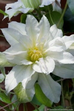 Arctic Queen Clematis - 1 Gallon Pot -Garden Plant Store clematis arctic queen 8