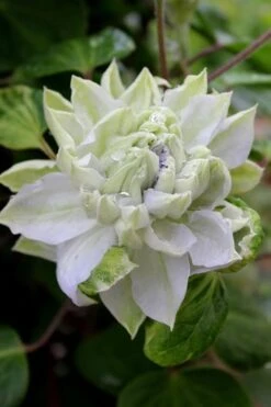 Arctic Queen Clematis - 1 Gallon Pot -Garden Plant Store clematis arctic queen 9