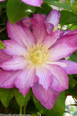 Asao Clematis - 1 Gallon Pot -Garden Plant Store clematis asao 10