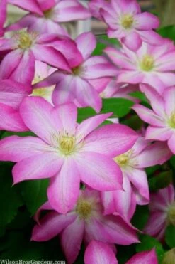 Asao Clematis - 1 Gallon Pot -Garden Plant Store clematis asao 15