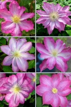 Asao Clematis - 1 Gallon Pot -Garden Plant Store clematis asao 18