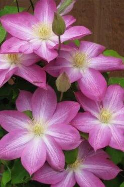 Asao Clematis - 1 Gallon Pot -Garden Plant Store clematis asao 7