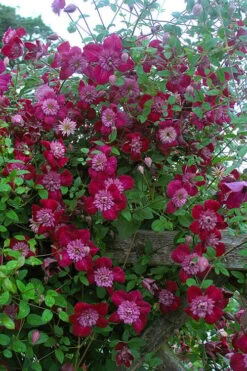 Avant-Garde Clematis - 1 Gallon Pot -Garden Plant Store clematis avant garde 11