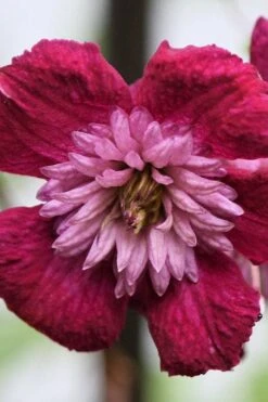 Avant-Garde Clematis - 1 Gallon Pot -Garden Plant Store clematis avant garde 4