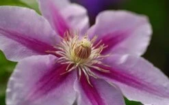 Bees Jubilee Clematis - 1 Gallon Pot -Garden Plant Store clematis bees jubilee 10