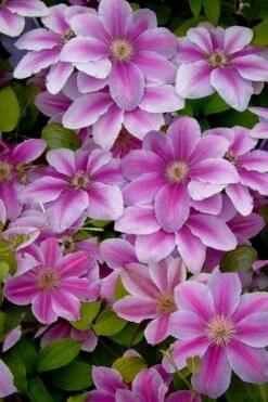 Bees Jubilee Clematis - 1 Gallon Pot -Garden Plant Store clematis bees jubilee 13