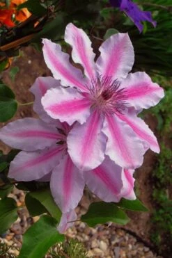 Bees Jubilee Clematis - 1 Gallon Pot -Garden Plant Store clematis bees jubilee 5