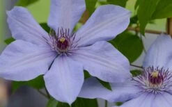 Bernadine Clematis - 1 Gallon Pot -Garden Plant Store clematis bernadine 1